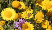 Projekt "Bunte Biomasse" - Wildblumen auf dem Feld von Landwirt Richard Schulte © Foto Kreis Paderborn